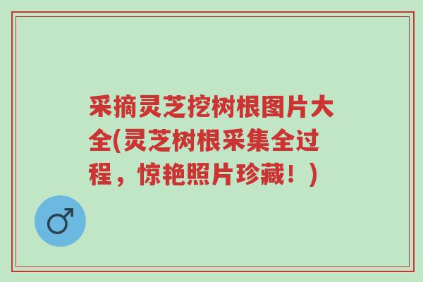 采摘灵芝挖树根图片大全(灵芝树根采集全过程,惊艳照片珍藏!)-第1张图片-超越 采摘灵芝挖树根图片大全(灵芝树根采集全过程,惊艳照片珍藏!)-第1张图片-超越