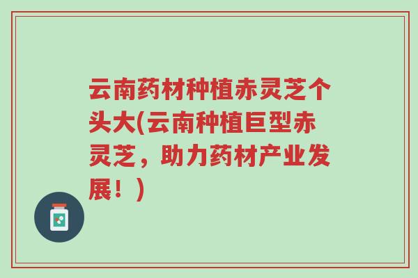 云南药材种植赤灵芝个头大(云南种植巨型赤灵芝，助力药材产业发展！)-第1张图片-超越
