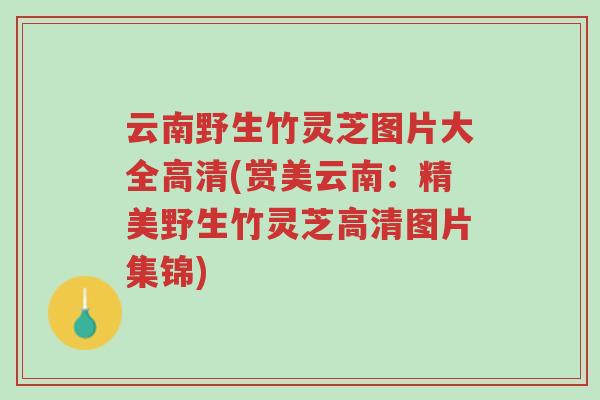 云南野生竹灵芝图片大全高清(赏美云南：精美野生竹灵芝高清图片集锦)-第1张图片-超越