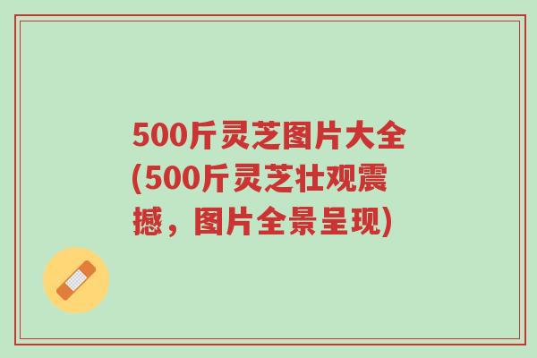 500斤灵芝图片大全(500斤灵芝壮观震撼,图片全景呈现)-第1张图片-超越 500斤灵芝图片大全(500斤灵芝壮观震撼,图片全景呈现)-第1张图片-超越