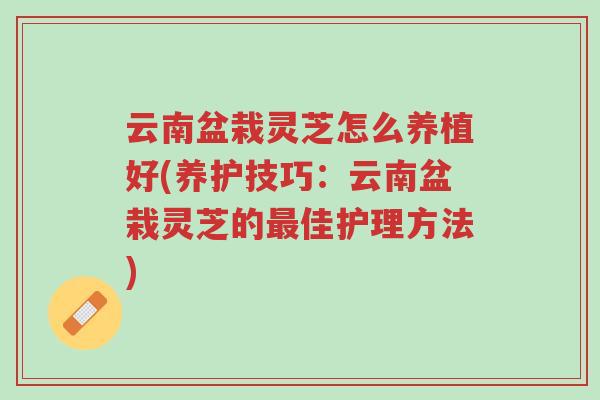 云南盆栽灵芝怎么养植好(养护技巧:云南盆栽灵芝的最佳护理方法)-第1张图片-超越 云南盆栽灵芝怎么养植好(养护技巧:云南盆栽灵芝的最佳护理方法)-第1张图片-超越