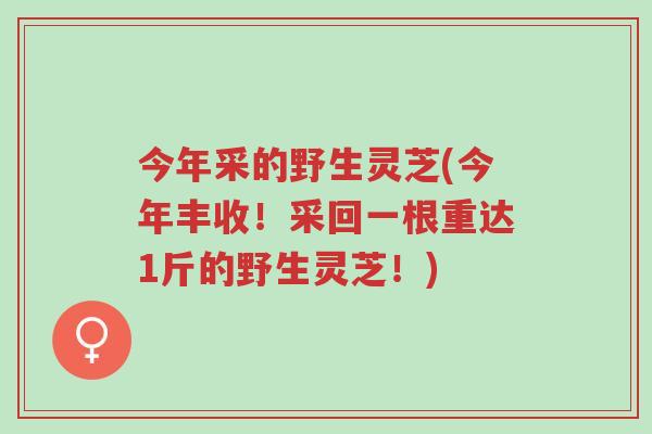 今年采的野生灵芝(今年丰收!采回一根重达1斤的野生灵芝!)-第1张图片-超越 今年采的野生灵芝(今年丰收!采回一根重达1斤的野生灵芝!)-第1张图片-超越