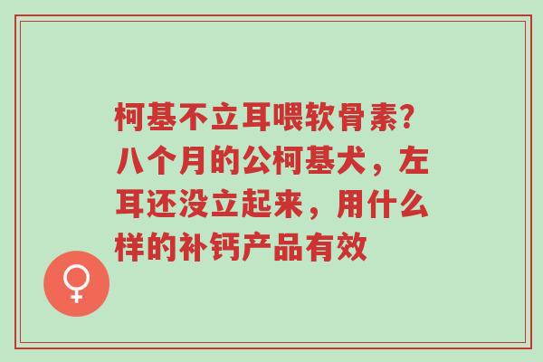 柯基不立耳喂软骨素?八个月的公柯基犬,左耳还没立起来,用什么样的补钙产品有效-第1张图片-超越 柯基不立耳喂软骨素?八个月的公柯基犬,左耳还没立起来,用什么样的补钙产品有效-第1张图片-超越