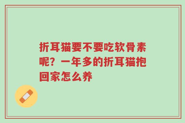 折耳猫要不要吃软骨素呢？一年多的折耳猫抱回家怎么养-第1张图片-超越