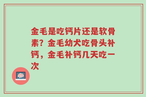 金毛是吃钙片还是软骨素?金毛幼犬吃骨头补钙,金毛补钙几天吃一次-第1张图片-超越 金毛是吃钙片还是软骨素?金毛幼犬吃骨头补钙,金毛补钙几天吃一次-第1张图片-超越