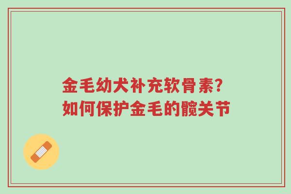 金毛幼犬补充软骨素?如何保护金毛的髋关节-第1张图片-超越 金毛幼犬补充软骨素?如何保护金毛的髋关节-第1张图片-超越