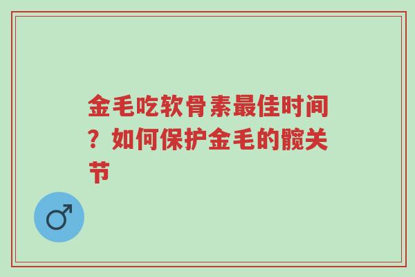 金毛吃软骨素最佳时间?如何保护金毛的髋关节-第1张图片-超越 金毛吃软骨素最佳时间?如何保护金毛的髋关节-第1张图片-超越