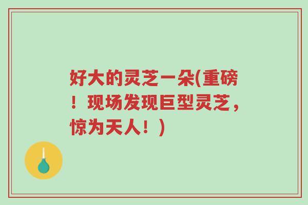 好大的灵芝一朵(重磅!现场发现巨型灵芝,惊为天人!)-第1张图片-超越 好大的灵芝一朵(重磅!现场发现巨型灵芝,惊为天人!)-第1张图片-超越