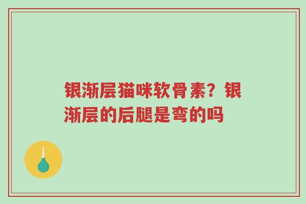 银渐层猫咪软骨素?银渐层的后腿是弯的吗-第1张图片-超越 银渐层猫咪软骨素?银渐层的后腿是弯的吗-第1张图片-超越