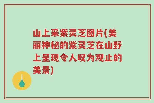 山上采紫灵芝图片(美丽神秘的紫灵芝在山野上呈现令人叹为观止的美景)-第1张图片-超越