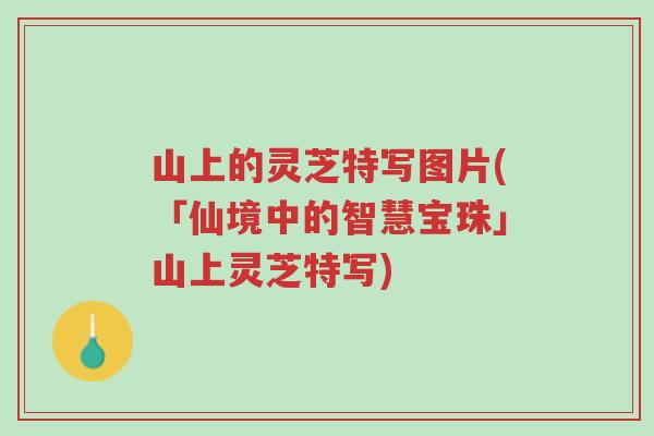 山上的灵芝特写图片(「仙境中的智慧宝珠」山上灵芝特写)-第1张图片-超越