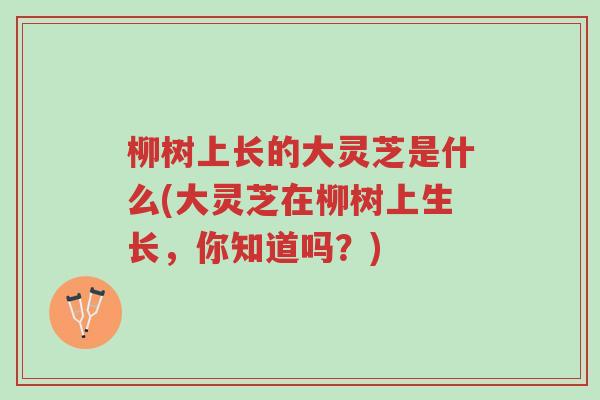 柳树上长的大灵芝是什么(大灵芝在柳树上生长,你知道吗?)-第1张图片-超越 柳树上长的大灵芝是什么(大灵芝在柳树上生长,你知道吗?)-第1张图片-超越