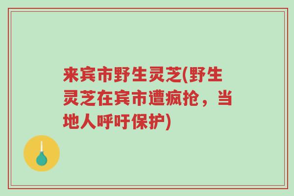 来宾市野生灵芝(野生灵芝在宾市遭疯抢,当地人呼吁保护)-第1张图片-超越 来宾市野生灵芝(野生灵芝在宾市遭疯抢,当地人呼吁保护)-第1张图片-超越