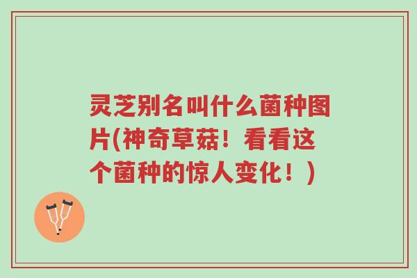 灵芝别名叫什么菌种图片(神奇草菇!看看这个菌种的惊人变化!)-第1张图片-超越 灵芝别名叫什么菌种图片(神奇草菇!看看这个菌种的惊人变化!)-第1张图片-超越