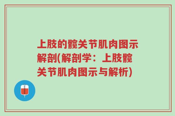 上肢的髋关节肌肉图示解剖(解剖学:上肢髋关节肌肉图示与解析)-第1张图片-超越 上肢的髋关节肌肉图示解剖(解剖学:上肢髋关节肌肉图示与解析)-第1张图片-超越