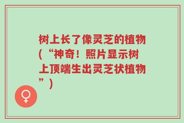 树上长了像灵芝的植物(“神奇!照片显示树上顶端生出灵芝状植物”)-第1张图片-超越 树上长了像灵芝的植物(“神奇!照片显示树上顶端生出灵芝状植物”)-第1张图片-超越