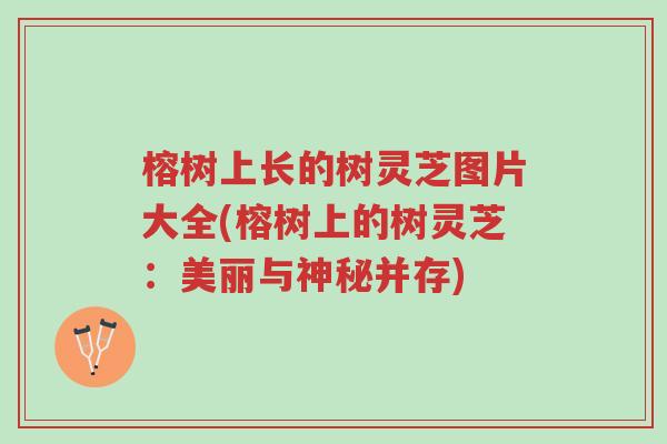 榕树上长的树灵芝图片大全(榕树上的树灵芝:美丽与神秘并存)-第1张图片-超越 榕树上长的树灵芝图片大全(榕树上的树灵芝:美丽与神秘并存)-第1张图片-超越