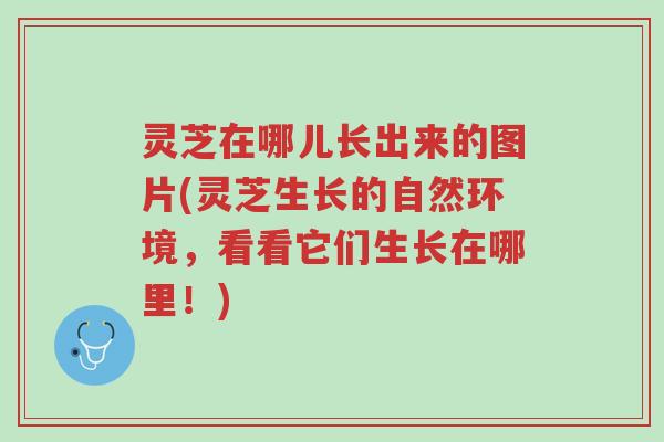 灵芝在哪儿长出来的图片(灵芝生长的自然环境,看看它们生长在哪里!)-第1张图片-超越 灵芝在哪儿长出来的图片(灵芝生长的自然环境,看看它们生长在哪里!)-第1张图片-超越