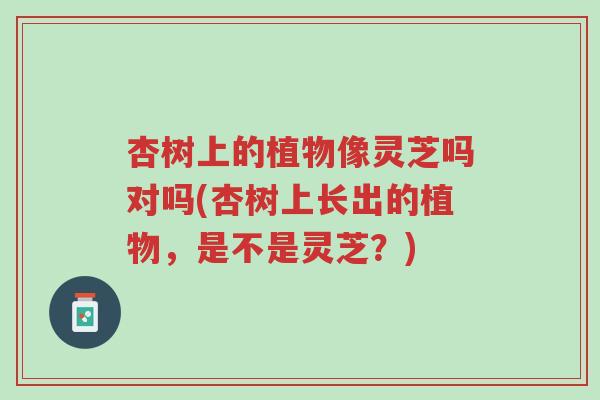 杏树上的植物像灵芝吗对吗(杏树上长出的植物,是不是灵芝?)-第1张图片-超越 杏树上的植物像灵芝吗对吗(杏树上长出的植物,是不是灵芝?)-第1张图片-超越