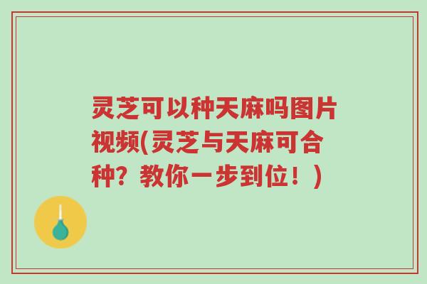 灵芝可以种天麻吗图片视频(灵芝与天麻可合种?教你一步到位!)-第1张图片-超越 灵芝可以种天麻吗图片视频(灵芝与天麻可合种?教你一步到位!)-第1张图片-超越