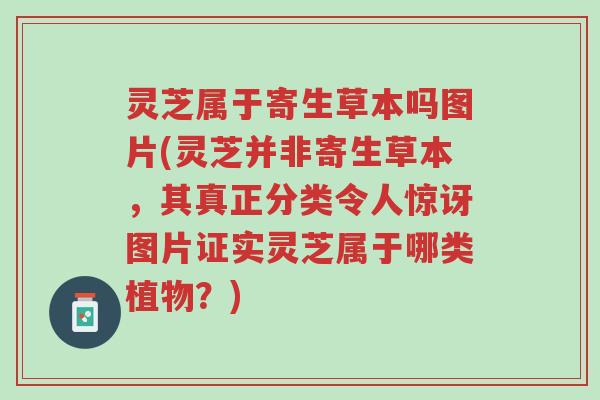 灵芝属于寄生草本吗图片(灵芝并非寄生草本,其真正分类令人惊讶图片证实灵芝属于哪类植物?)-第1张图片-超越 灵芝属于寄生草本吗图片(灵芝并非寄生草本,其真正分类令人惊讶图片证实灵芝属于哪类植物?)-第1张图片-超越
