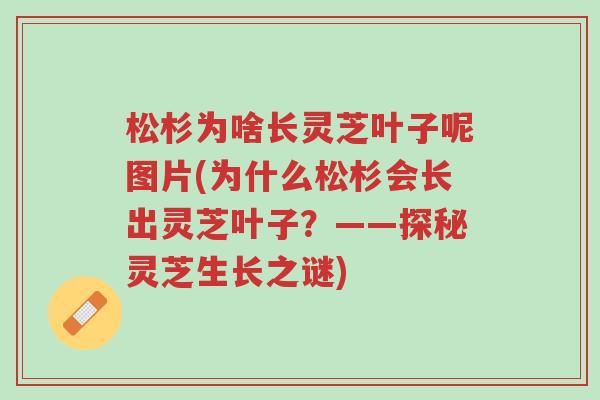 松杉为啥长灵芝叶子呢图片(为什么松杉会长出灵芝叶子?——探秘灵芝生长之谜)-第1张图片-超越 松杉为啥长灵芝叶子呢图片(为什么松杉会长出灵芝叶子?——探秘灵芝生长之谜)-第1张图片-超越