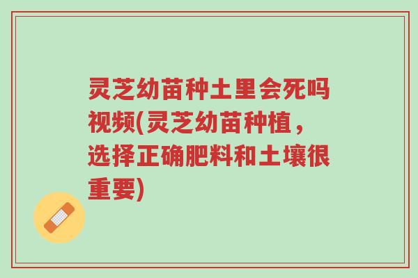 灵芝幼苗种土里会死吗视频(灵芝幼苗种植,选择正确肥料和土壤很重要)-第1张图片-超越 灵芝幼苗种土里会死吗视频(灵芝幼苗种植,选择正确肥料和土壤很重要)-第1张图片-超越