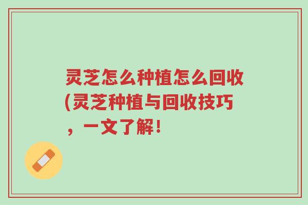 灵芝怎么种植怎么回收(灵芝种植与回收技巧,一文了解!-第1张图片-超越 灵芝怎么种植怎么回收(灵芝种植与回收技巧,一文了解!-第1张图片-超越