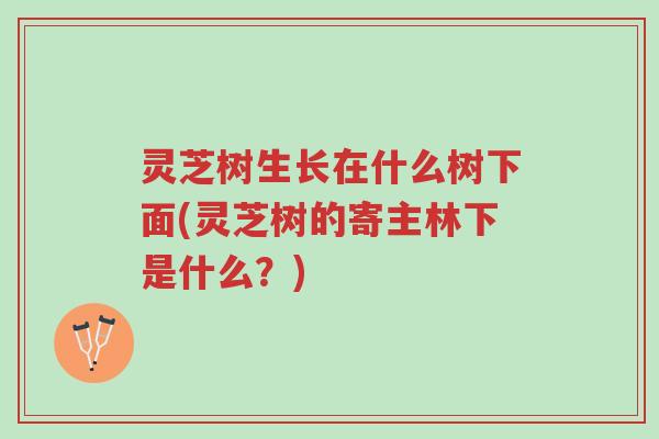 灵芝树生长在什么树下面(灵芝树的寄主林下是什么？)-第1张图片-超越