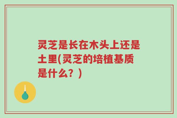 灵芝是长在木头上还是土里(灵芝的培植基质是什么?)-第1张图片-超越 灵芝是长在木头上还是土里(灵芝的培植基质是什么?)-第1张图片-超越