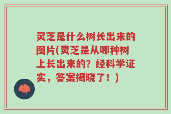 灵芝是什么树长出来的图片(灵芝是从哪种树上长出来的?经科学证实,答案揭晓了!)-第1张图片-超越 灵芝是什么树长出来的图片(灵芝是从哪种树上长出来的?经科学证实,答案揭晓了!)-第1张图片-超越