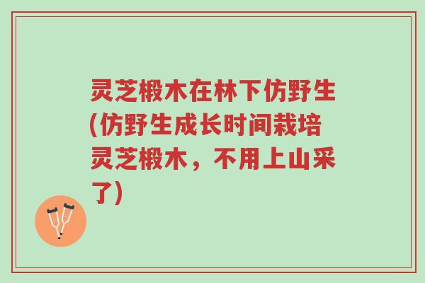 灵芝椴木在林下仿野生(仿野生成长时间栽培灵芝椴木,不用上山采了)-第1张图片-超越 灵芝椴木在林下仿野生(仿野生成长时间栽培灵芝椴木,不用上山采了)-第1张图片-超越