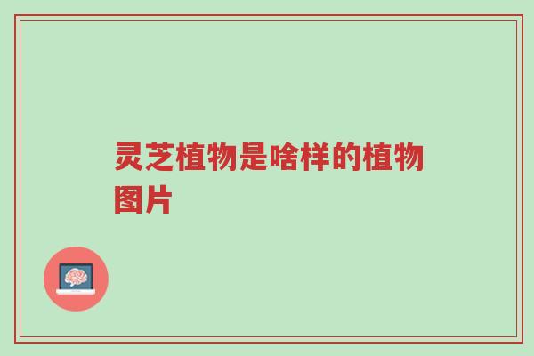 灵芝植物是啥样的植物图片-第1张图片-超越 灵芝植物是啥样的植物图片-第1张图片-超越