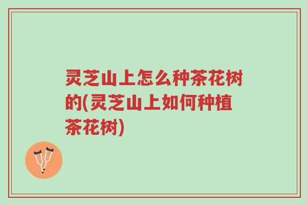 灵芝山上怎么种茶花树的(灵芝山上如何种植茶花树)-第1张图片-超越 灵芝山上怎么种茶花树的(灵芝山上如何种植茶花树)-第1张图片-超越