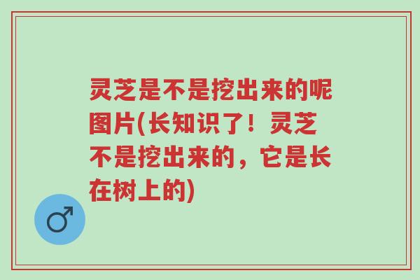 灵芝是不是挖出来的呢图片(长知识了！灵芝不是挖出来的，它是长在树上的)-第1张图片-超越