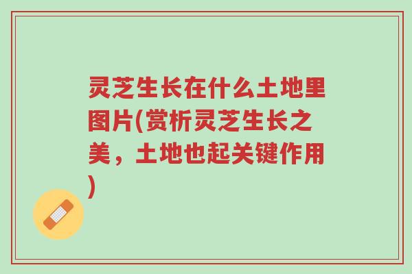 灵芝生长在什么土地里图片(赏析灵芝生长之美,土地也起关键作用)-第1张图片-超越 灵芝生长在什么土地里图片(赏析灵芝生长之美,土地也起关键作用)-第1张图片-超越