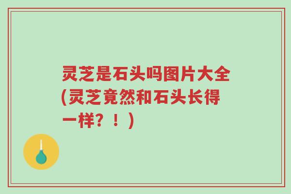 灵芝是石头吗图片大全(灵芝竟然和石头长得一样?!)-第1张图片-超越 灵芝是石头吗图片大全(灵芝竟然和石头长得一样?!)-第1张图片-超越