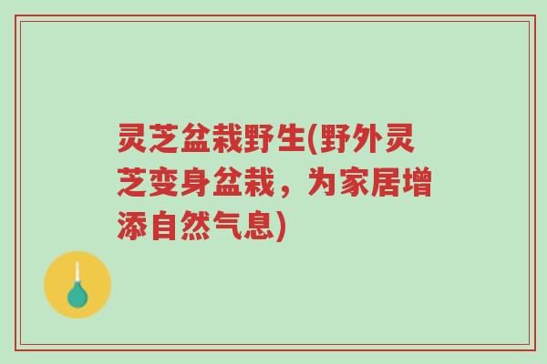 灵芝盆栽野生(野外灵芝变身盆栽,为家居增添自然气息)-第1张图片-超越 灵芝盆栽野生(野外灵芝变身盆栽,为家居增添自然气息)-第1张图片-超越