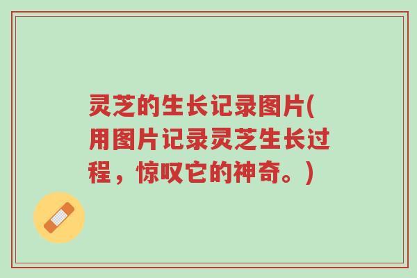 灵芝的生长记录图片(用图片记录灵芝生长过程,惊叹它的神奇。)-第1张图片-超越 灵芝的生长记录图片(用图片记录灵芝生长过程,惊叹它的神奇。)-第1张图片-超越