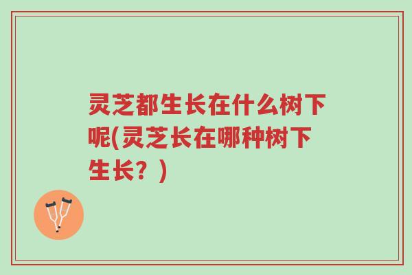 灵芝都生长在什么树下呢(灵芝长在哪种树下生长？)-第1张图片-超越