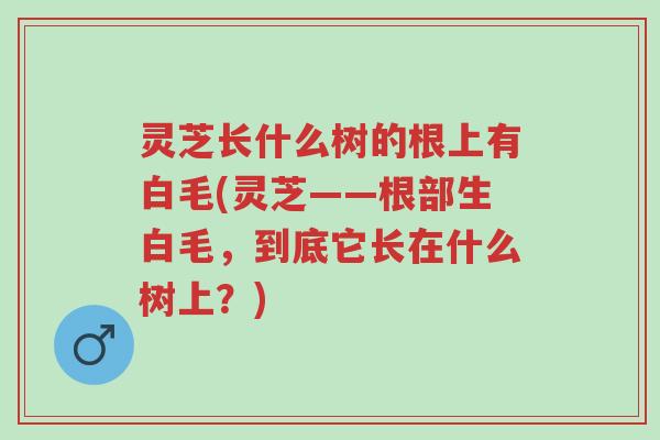 灵芝长什么树的根上有白毛(灵芝——根部生白毛,到底它长在什么树上?)-第1张图片-超越 灵芝长什么树的根上有白毛(灵芝——根部生白毛,到底它长在什么树上?)-第1张图片-超越