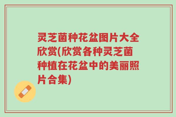 灵芝菌种花盆图片大全欣赏(欣赏各种灵芝菌种植在花盆中的美丽照片合集)-第1张图片-超越 灵芝菌种花盆图片大全欣赏(欣赏各种灵芝菌种植在花盆中的美丽照片合集)-第1张图片-超越