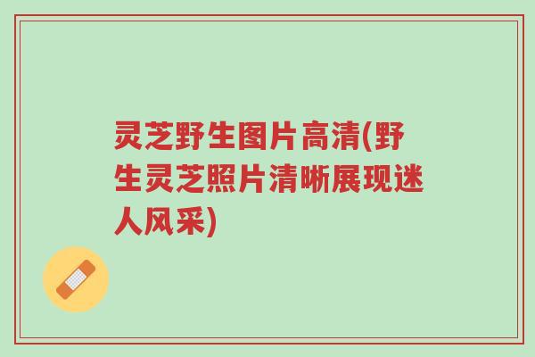 灵芝野生图片高清(野生灵芝照片清晰展现迷人风采)-第1张图片-超越 灵芝野生图片高清(野生灵芝照片清晰展现迷人风采)-第1张图片-超越