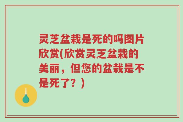 灵芝盆栽是死的吗图片欣赏(欣赏灵芝盆栽的美丽,但您的盆栽是不是死了?)-第1张图片-超越 灵芝盆栽是死的吗图片欣赏(欣赏灵芝盆栽的美丽,但您的盆栽是不是死了?)-第1张图片-超越