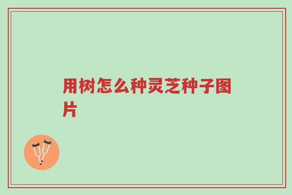 用树怎么种灵芝种子图片-第1张图片-超越 用树怎么种灵芝种子图片-第1张图片-超越