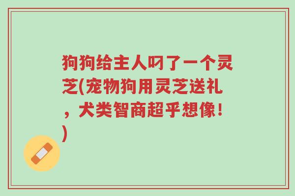 狗狗给主人叼了一个灵芝(宠物狗用灵芝送礼,犬类智商超乎想像!)-第1张图片-超越 狗狗给主人叼了一个灵芝(宠物狗用灵芝送礼,犬类智商超乎想像!)-第1张图片-超越