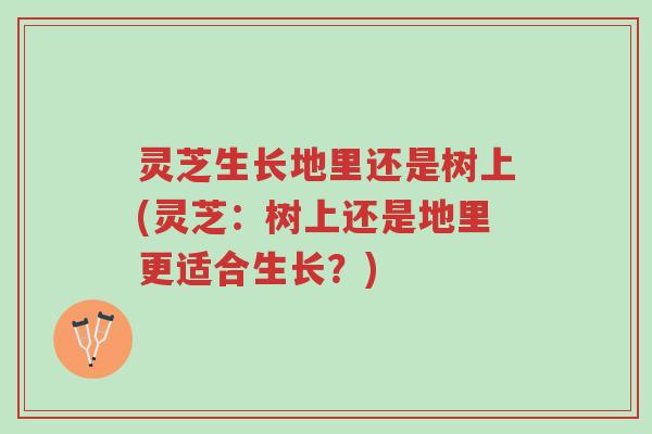灵芝生长地里还是树上(灵芝:树上还是地里更适合生长?)-第1张图片-超越 灵芝生长地里还是树上(灵芝:树上还是地里更适合生长?)-第1张图片-超越