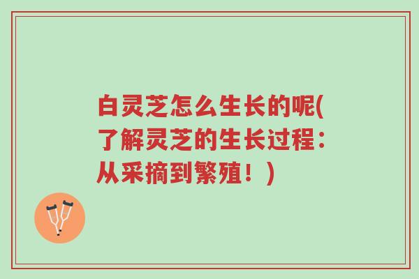 白灵芝怎么生长的呢(了解灵芝的生长过程:从采摘到繁殖!)-第1张图片-超越 白灵芝怎么生长的呢(了解灵芝的生长过程:从采摘到繁殖!)-第1张图片-超越