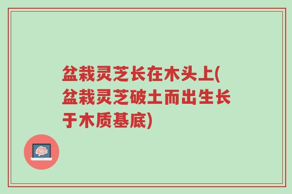盆栽灵芝长在木头上(盆栽灵芝破土而出生长于木质基底)-第1张图片-超越 盆栽灵芝长在木头上(盆栽灵芝破土而出生长于木质基底)-第1张图片-超越
