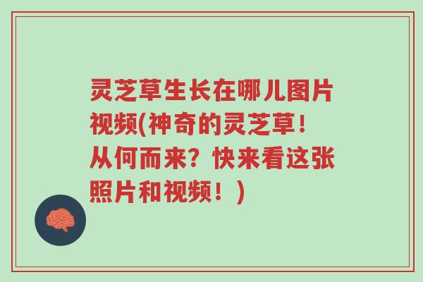 灵芝草生长在哪儿图片视频(神奇的灵芝草!从何而来?快来看这张照片和视频!)-第1张图片-超越 灵芝草生长在哪儿图片视频(神奇的灵芝草!从何而来?快来看这张照片和视频!)-第1张图片-超越